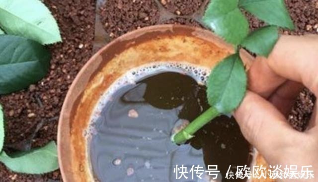 柳酸|掉落的“树皮”捡回家,花盆里埋“2块”,花卉根系“窜出来”
