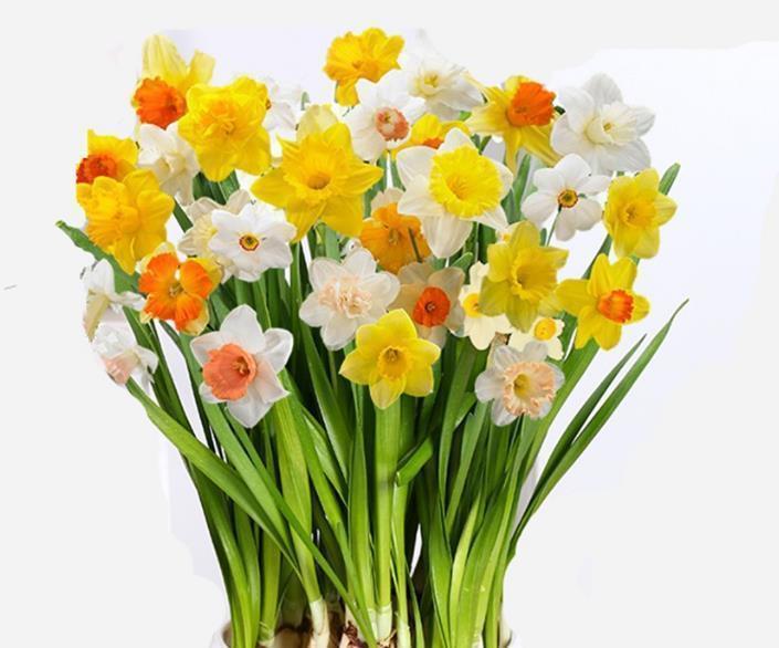 冬天|一到冬天就花开不断的8种花,不怕冷还好养活,养两盆就对了