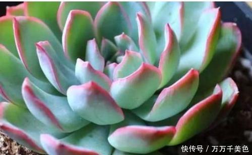 5种漂亮多肉,皮实又好养,不容易褪色,冻一冻叶片更好看!