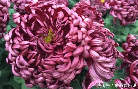 新手养花，不如养一盆“墨狮”，花似沉睡雄狮，花期长适合盆栽养