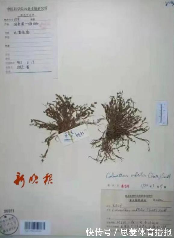 仅两株！消失60年的罕见“莎禾”重现东北，专家：成功采集到