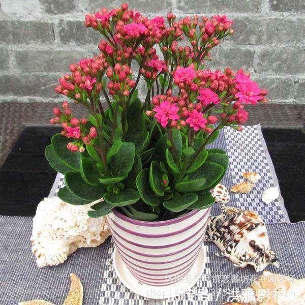 冬季|到了冬季就盆栽这7样花卉,耐寒能力强,开花美丽又喜庆