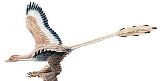 《山海经》中的四翼神鸟,如今在长白山被发现,原来是它?