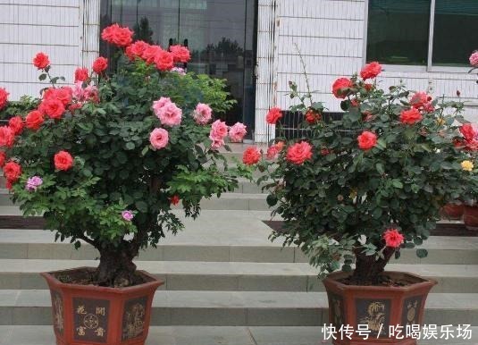 别养牡丹了,此花“我国第一美”,一年花开280天,美的不得了!