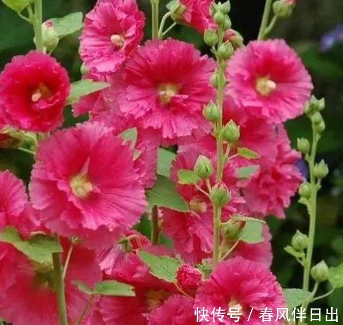 5种花养家里，好养又漂亮，开花多花期长，价格便宜不心疼