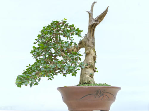 能给盆景造成危害的7个方面，要避开这些方面，容易养出好状态