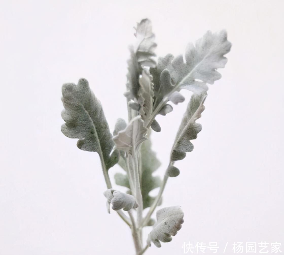 圣诞节|圣诞节快到了,高冷气质的银叶菊养起来,高冷的气质非常有品质