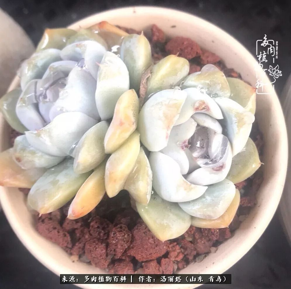 我和我的“多肉恋人”，怎么样有没有惊艳到你！