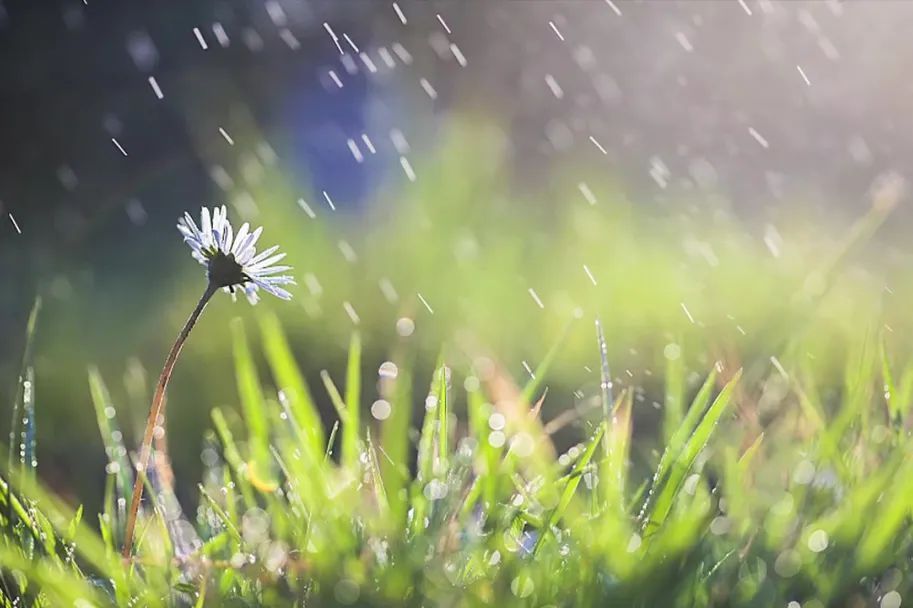 白芍|古医书告诉您 春天这样来养生