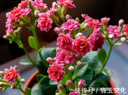 这三种花号称繁殖机器,养上一盆轻松变出百盆,真是太省钱了