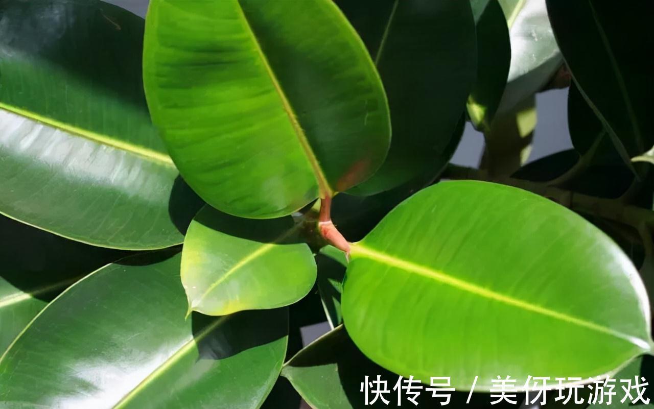 九死还魂草|9种养不死的花,绿萝只能排最后,再养不活就剁手吧