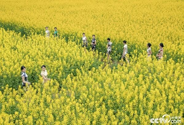 四川成都万亩油菜花盛开