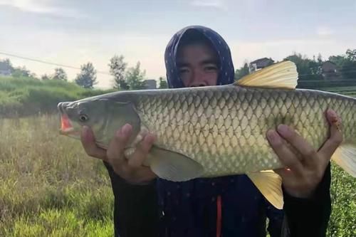 老大爷口出狂言:钓草鱼根本用不着商品饵,试过才知没骗人