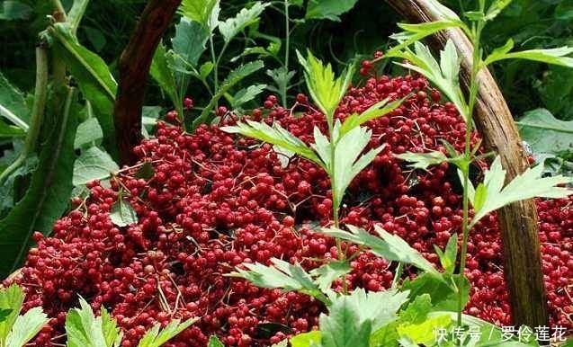 爱情|椒房之宠：品《诗经》《楚辞》，看花椒在古代爱情中的美好意义