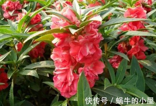 长寿花|6种“老人花”,漂亮清香,吉利又大方,你养着花,花也养着你