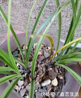 兰花熬过了冬天叶子却黄了,这可怎么办呢?