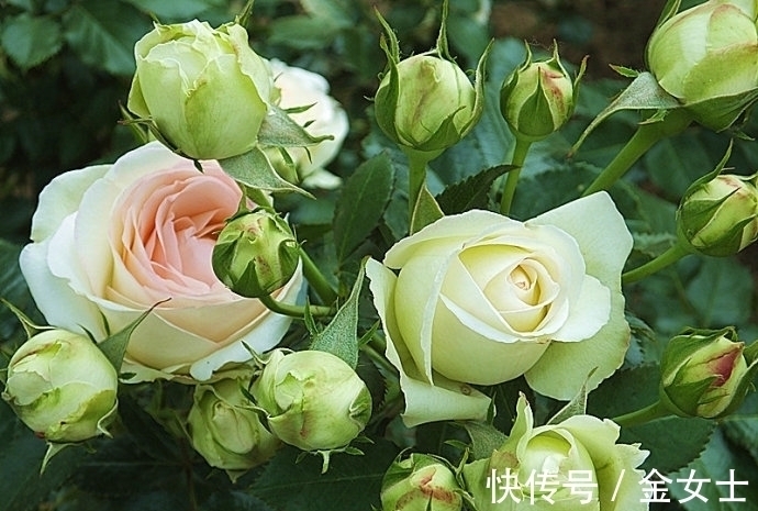 擦亮眼睛,别被“花贩骗子”蒙蔽,轻易入手这4款植物