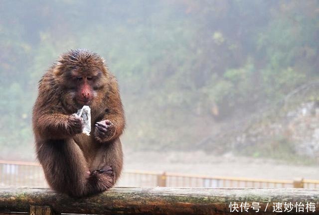 又美又神奇，然而却头号坑爹的景点，海螺沟必须榜上有名