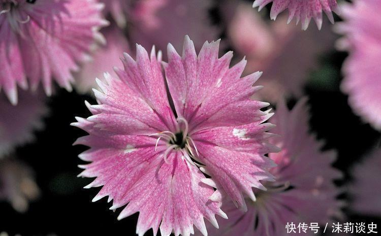 适合新手养护的4种花,花香沁人心脾,阳台开成百花园
