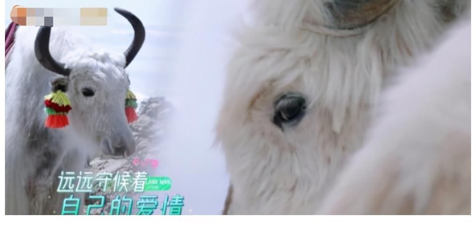 蒋勤勤|《妻子5》收官在即，张馨月成长最大，收获好评最多的却是她