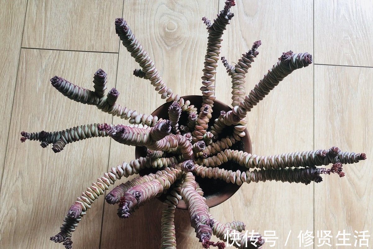 家里养这3种花的有福了,旺财又旺宅,招财纳福好运不停