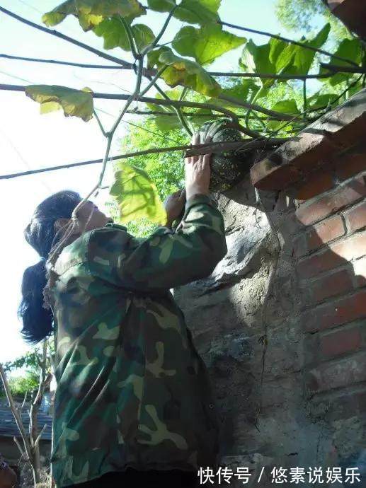 风景|你家南瓜在土里，我家南瓜长腿，爬房顶上看风景！