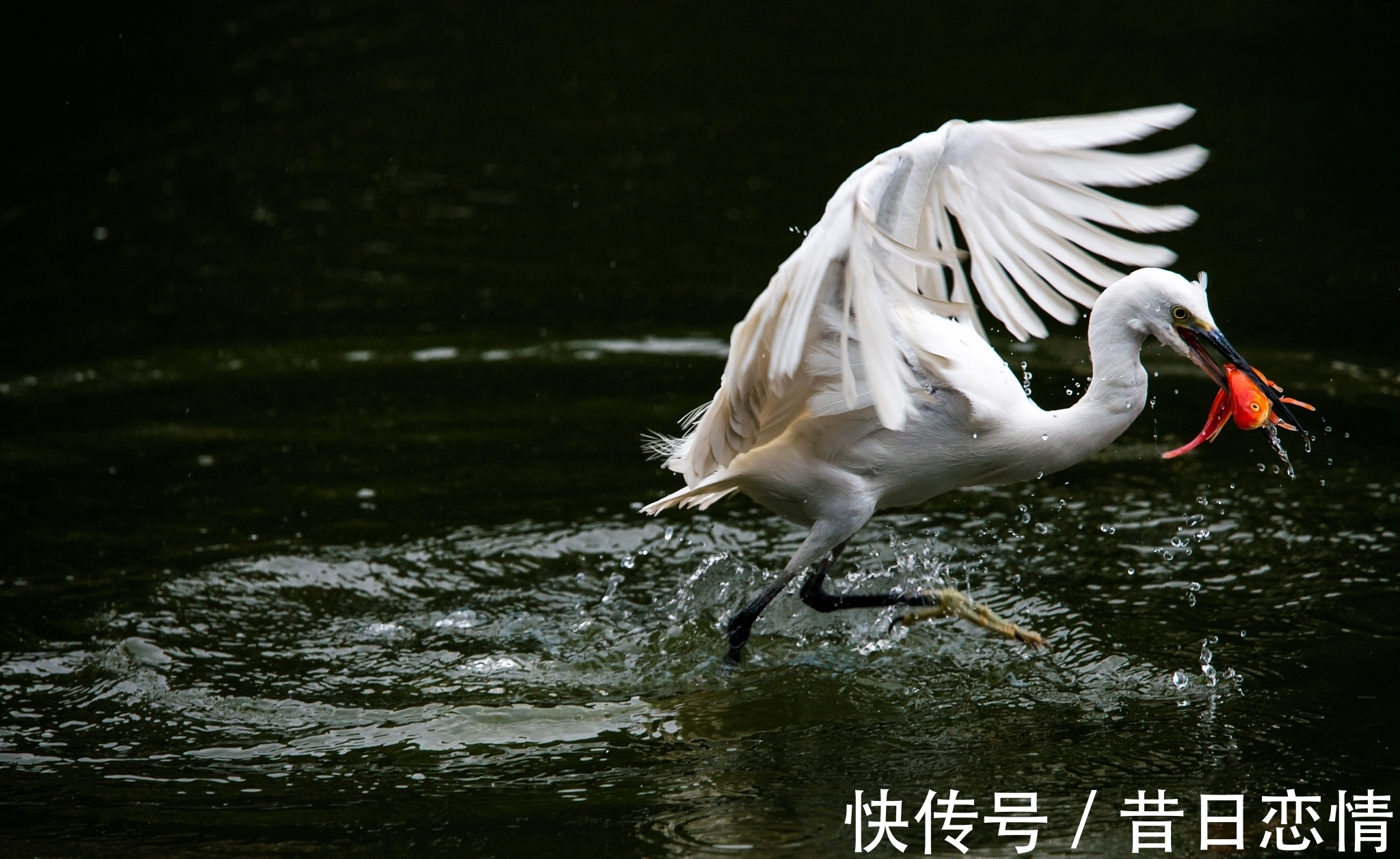 彩云追月&绕头诗35首：奇思妙句，感悟世间百态，若有同感，不妨也来一句