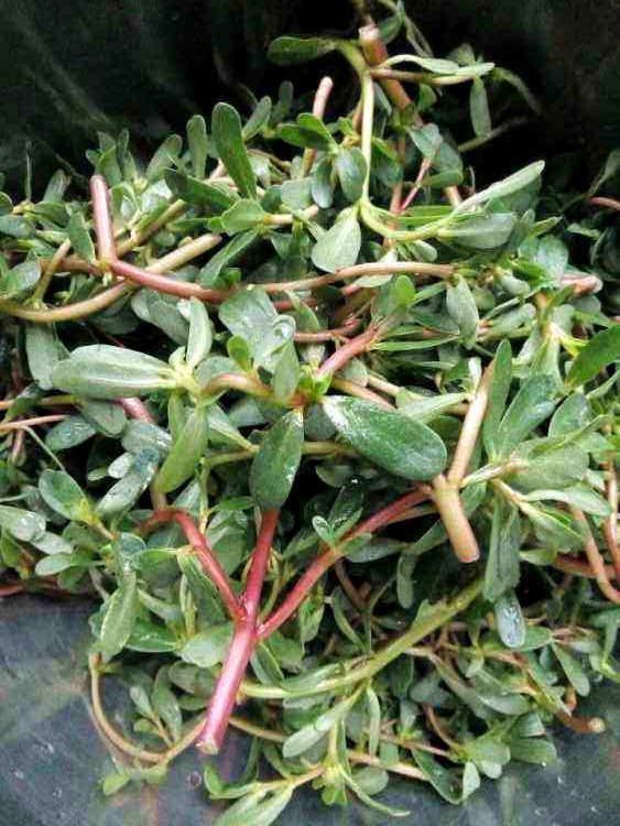 马齿苋|马齿苋涂在脸上太厉害了,解决了女人关心的问题,帮你省下大笔钱