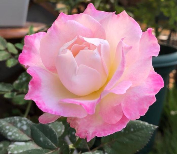 阳台养这款花，丢土里就能活，花开繁盛，花苞如绣球，香飘满屋