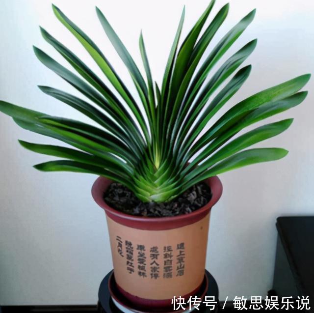 强光|养君子兰有“六怕”,你知道吗?新手一定要避开