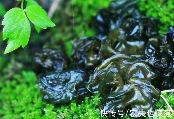 雷公屎|常长在羊粪旁，却被人当成宝贝疙瘩120元1斤，春天遇到请拿袋捡