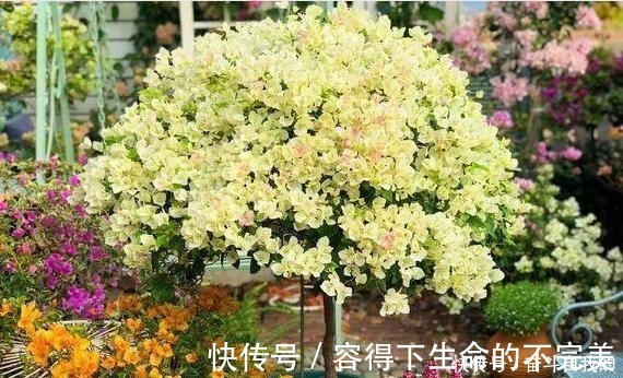 她在院里养了一种花,3年之后美如画,见到的人都说像仙境!