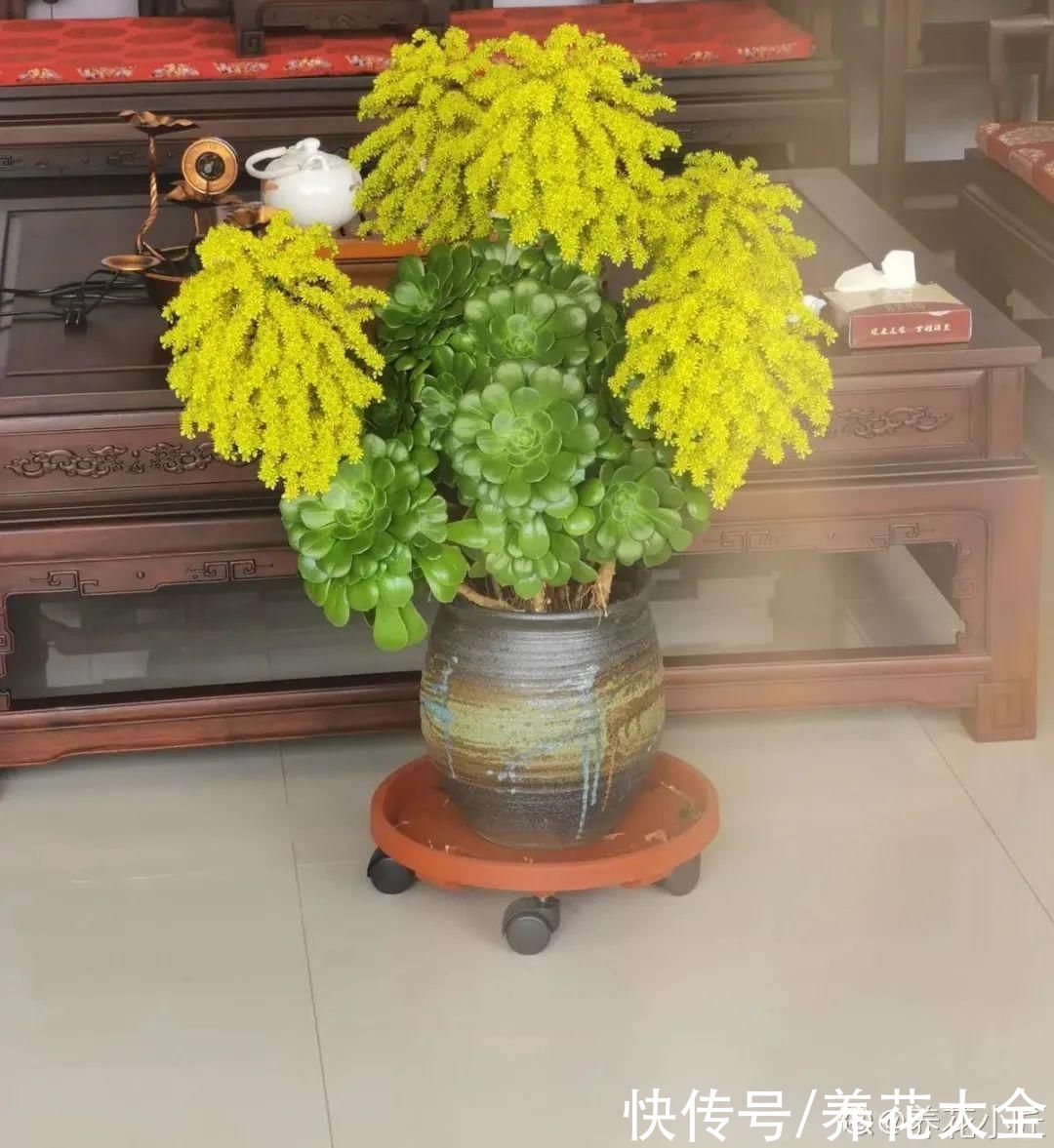 花苞|3种花，开花就会死，长花苞就赶紧剪掉