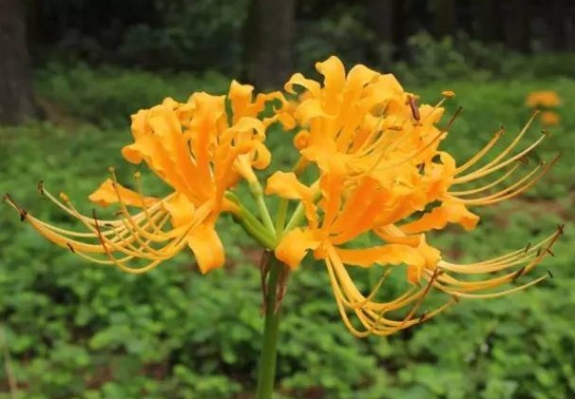 此花花姿妖娆,绽放出风韵独具金灿灿的花朵,寓意为爱的很痛苦