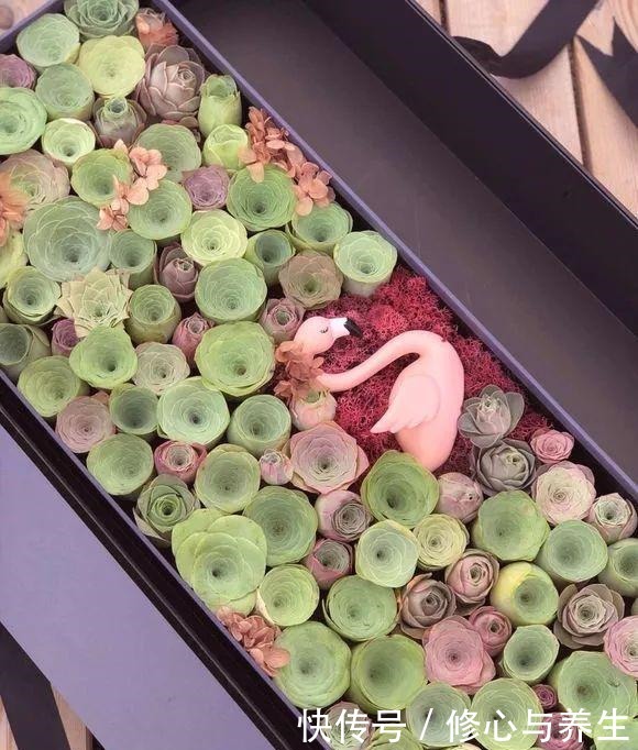 5种多肉“不好养”,新手不敢碰,老手养不好,看看你家有没有!