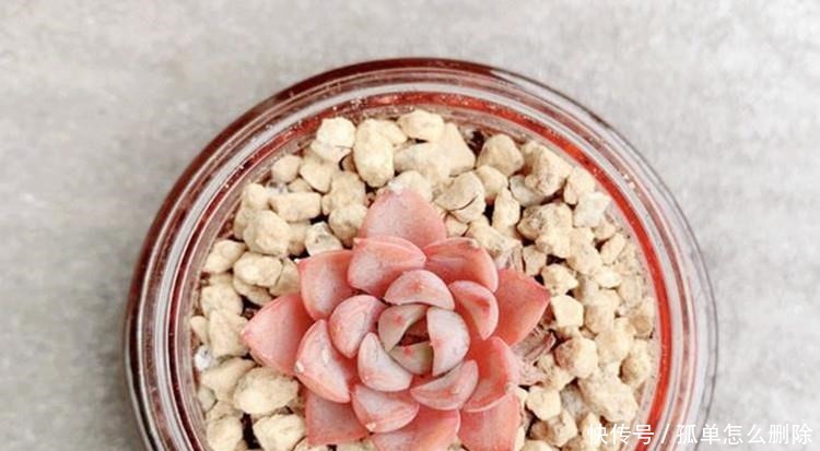 多肉“长不高”，盆里加点“白粉末”，1个月后，不长也得长！