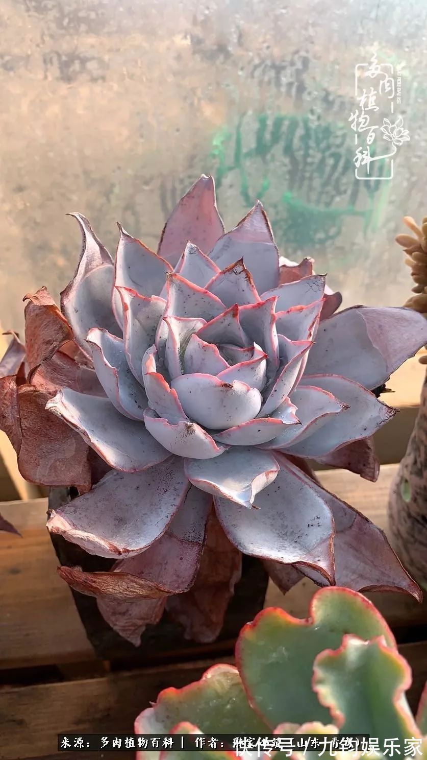 多肉住进暖棚,坦然越冬,放肆浇水,这个冬天有点甜!