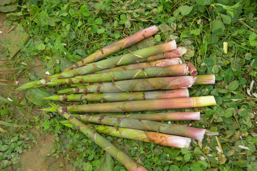 野菜|49种野菜大图片，带你见识不同的野菜和吃法，你想要的野菜这里有