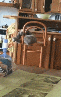 |搞笑GIF段子:这马是几缸的,动力十足呀