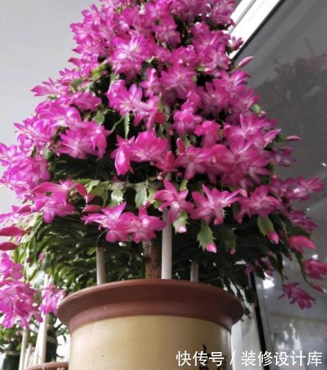 老花匠都喜欢的4种花，10月养一盆正当时，花多花美还好养