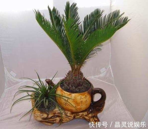 有种植物叫“铁树”,它真的是和铁一样吗快来一起看看吧