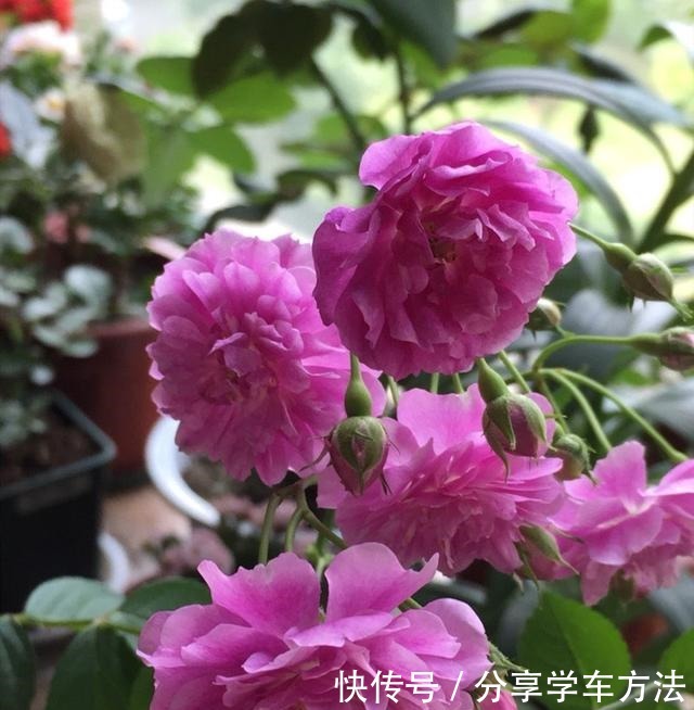 家里有这种花太赚了,一年四季开花不断,还能香飘满室!