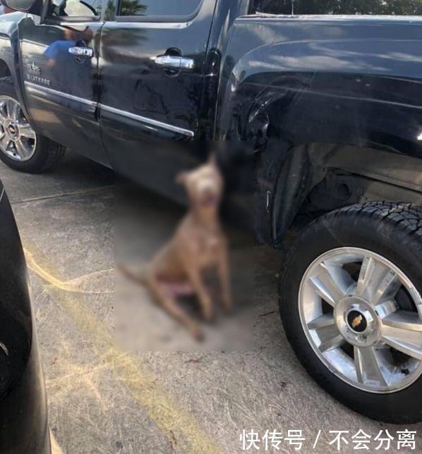 狗狗因太热跳车吊死 而此时的主人正在办理弃养手续 快资讯