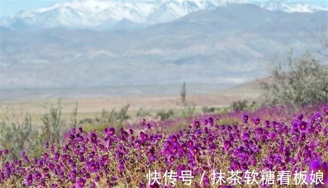 阿塔卡马沙漠|厄尔尼诺下的美景，400年没下过雨的沙漠，一夜之间变“花海”