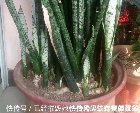 新芽|虎皮兰“长得慢”扒开土喂点“出芽肥”,新芽就像“竹笋”