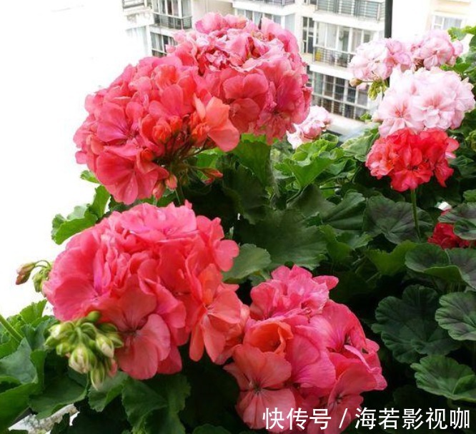 4种“漂亮”的花,便宜又好养,10块钱“两盆”,每天有花赏!