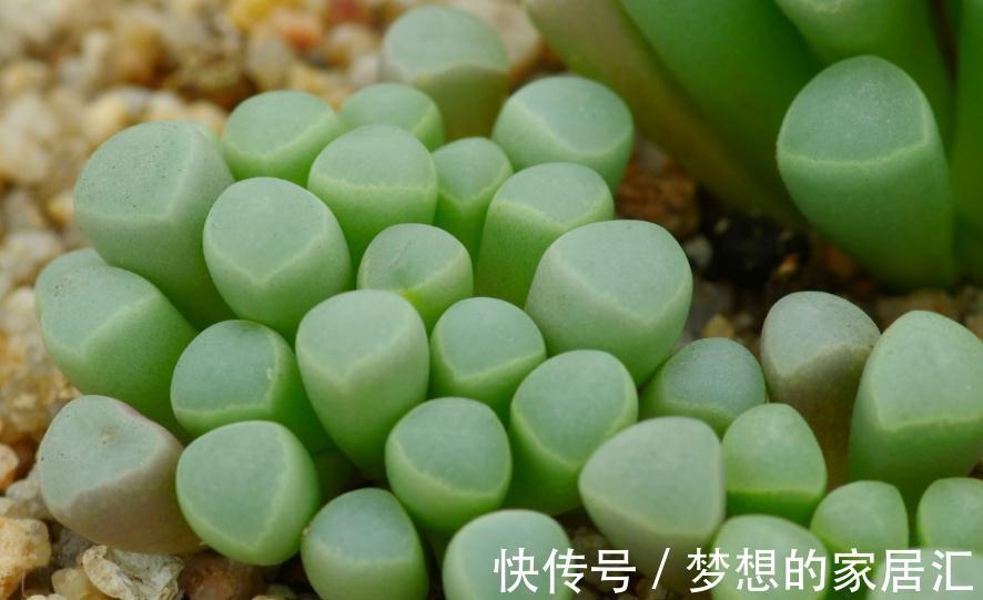 棒状|多肉五十铃玉叶形如小棒,顶端带有透明的窗,并且开花也好看