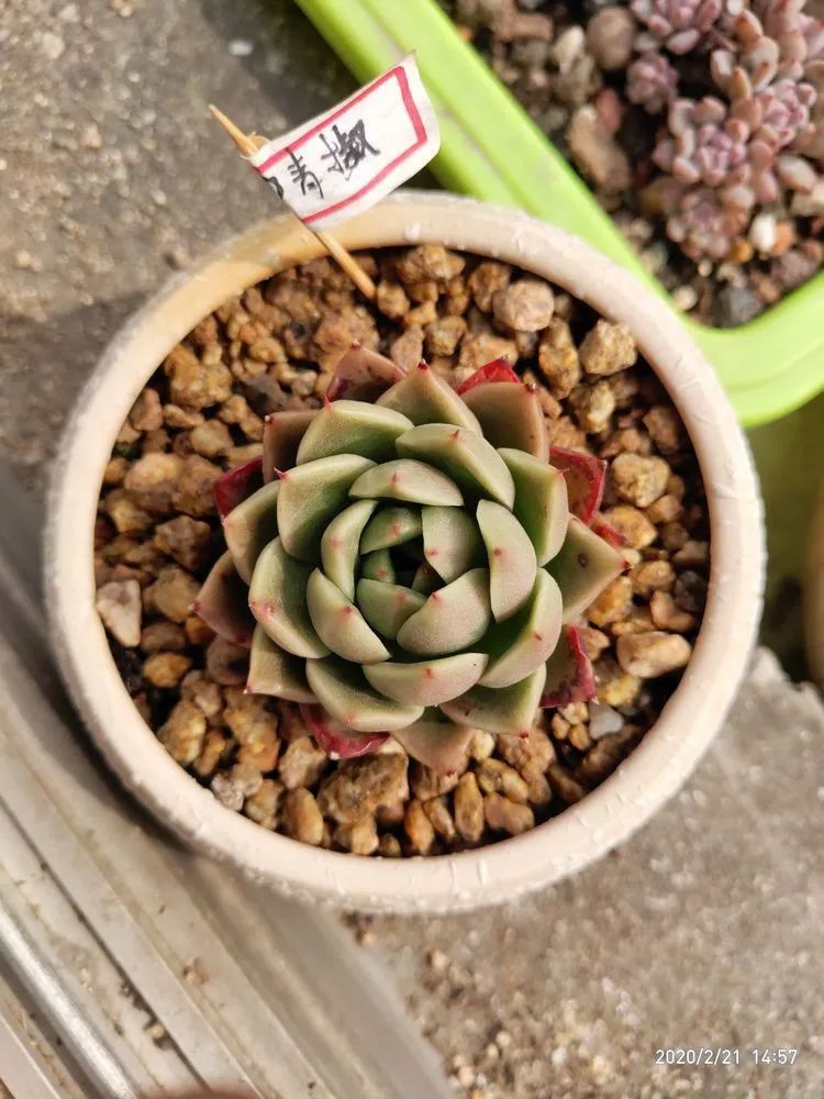 养肉多年的新手我相信它们一定可以变得更美丽！