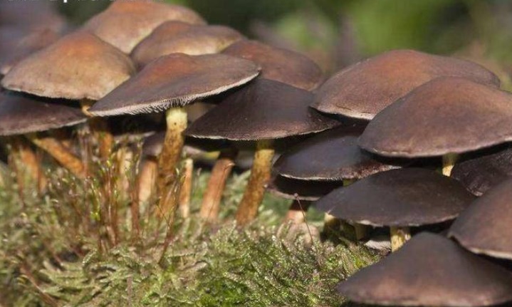 塑身|减肥塑身,促进肠胃的蠕动的四种食物,防皮肤干裂,滋润头发光亮