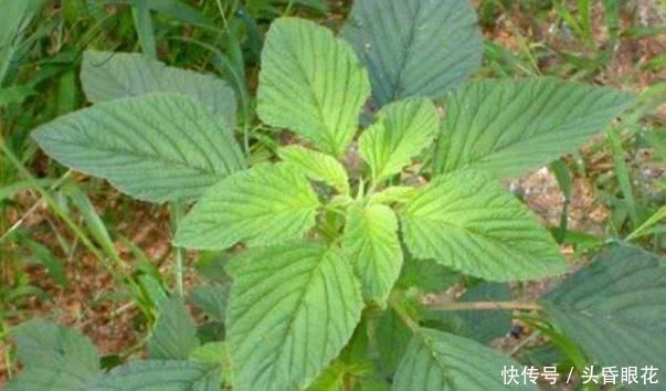 农地里一种野菜,养心平肝降三高,被称为餐桌上的“胰岛素”